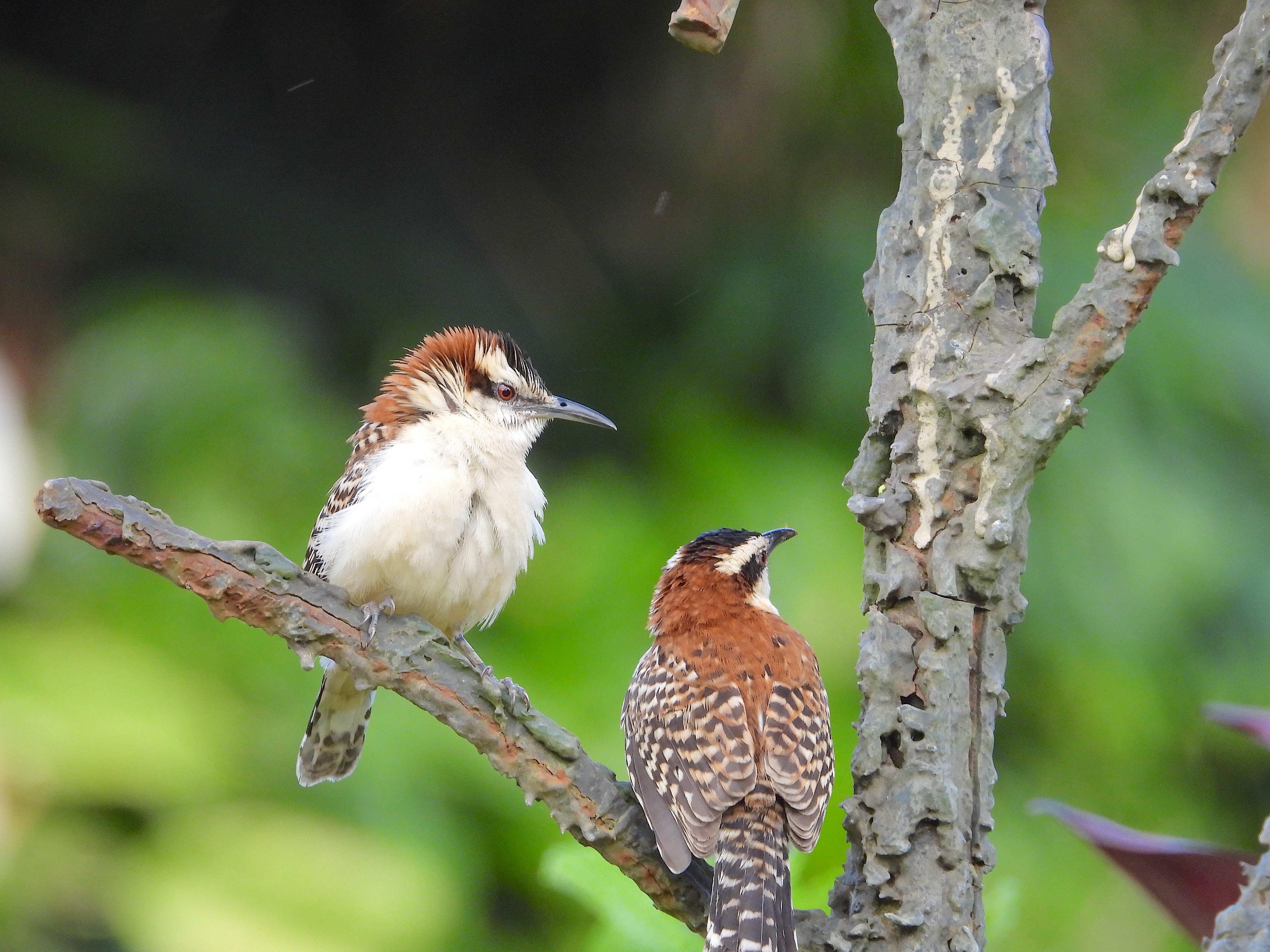 Costa Rica : San Jose