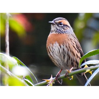 Accentors (Prunella spp.)