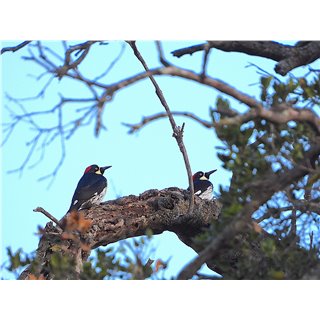 Acorn Woodpecker
