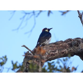 Acorn Woodpecker (Melanerpes formicivorus)