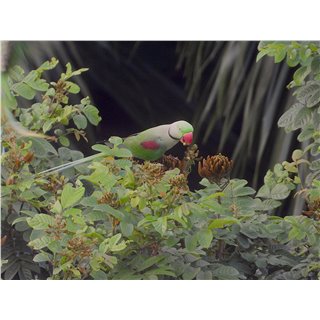 Alexandrine Parakeets. Psittacula eupatria