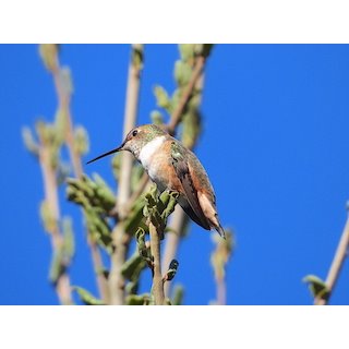 Allen&#39;s hummingbird  (Selasphorus sasin)