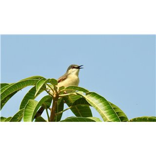 Ashy Prinia  (Prinia socialis)