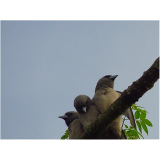 Ashy Woodswallow. (Artamus fuscus)