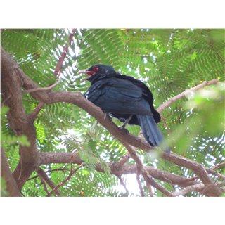 Asian Koel (Eudynamys scolopaceus)