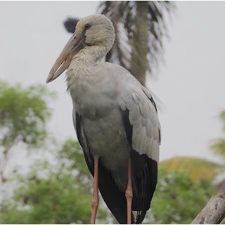 Asian Openbill (Anastomus oscitans)