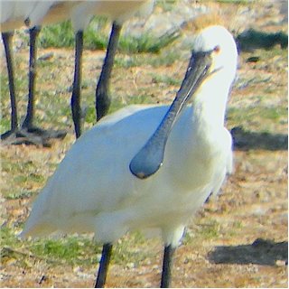 Asian Spoonbill