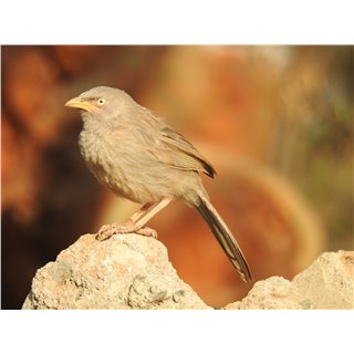 Jungle Babblers (Argya striata.)