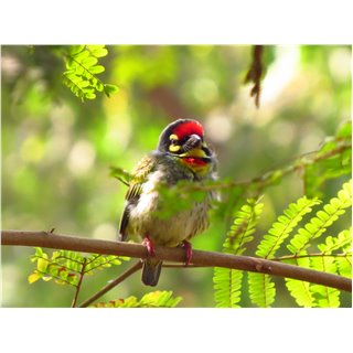Barbets (Megalaima spp.)