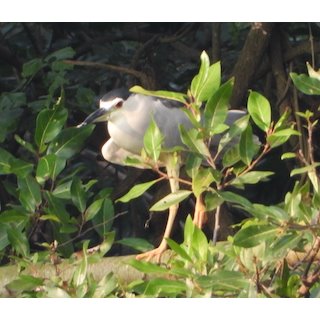 black-crowned night heron (Nycticorax nycticorax)
