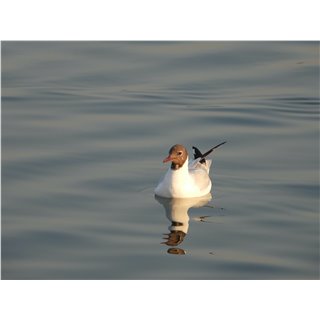 Black-headed Gull  (Chroicocephalus ridibundus)