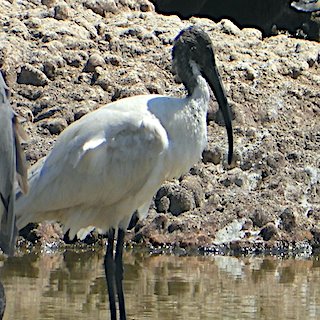 Black-Headed Ibis (Threskiornis melanocephalus)