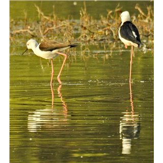 Black-winged stilt (Himantopus himantopus)