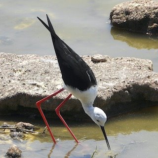 Black-winged Stilts at Porbundar