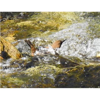 Brown-dipper (Cinclus pallasii)