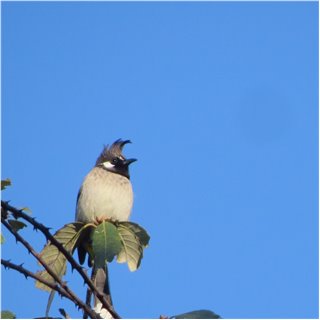 Bulbul (Pycnonotus spp.)
