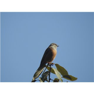 Buntings (Emberiza spp.)