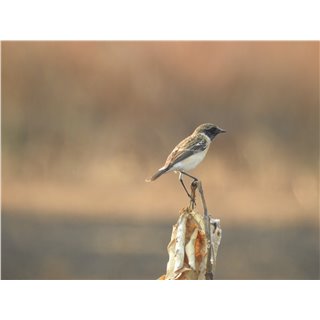 Bushchats (Saxicola spp)