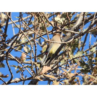 Cedar Waxwing (Bombycilla cedrorum)
