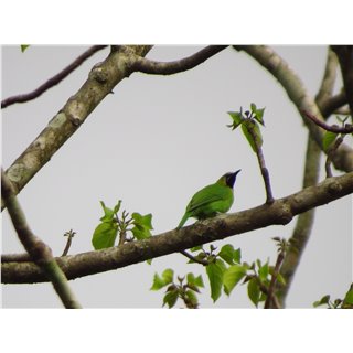 Chloropsis / Leafbirds (Chloropsis spp.)