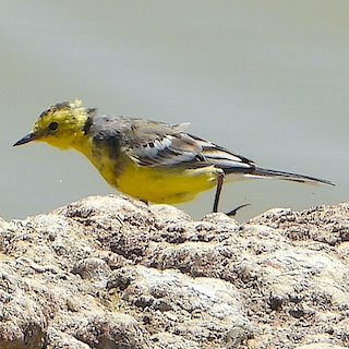 Citrine Wagtail. Porbundar, March 2021
