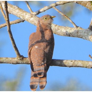 Common Hawk Cuckoo, Vythiri, Kerala Dec 2022