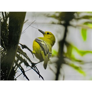 Common Iora (Aegethenia tiphia)