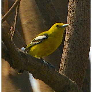 Common Iora (Aegithina tiphia) 2021