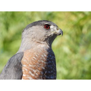 Cooper&#39;s hawk (Accipiter cooperii)