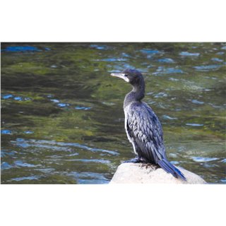 Cormorants and Darters, (Phalacrocorax spp &amp; Anhinga spp.)