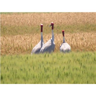 Cranes, (Grus spp)