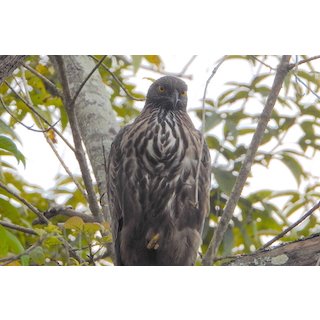 Crested (Changeable) Hawk Eagle (Nisaetus cirrhatus)