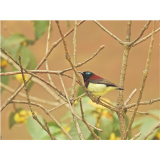 Crimson-backed sunbird; (Leptocoma minima)