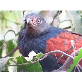 Greater Coucal / Crow pheasant (Centropus sinensis)