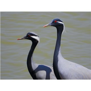 Demoiselle Cranes