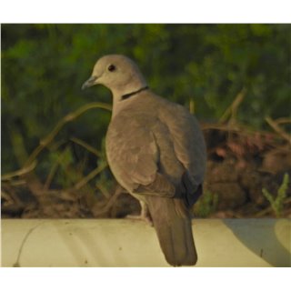 Doves &amp; Pigeons (Family Columbidae)