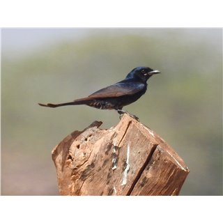 Drongo (Dicrurus spp.)