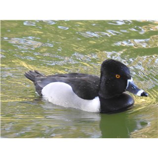 Ducks et al, (Anas Spp, Megus Spp., Anser Spp)