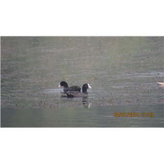 Coots &amp; Moorhens (Fulica spp; Porphyrio spp.  &amp; Gallinula spp)