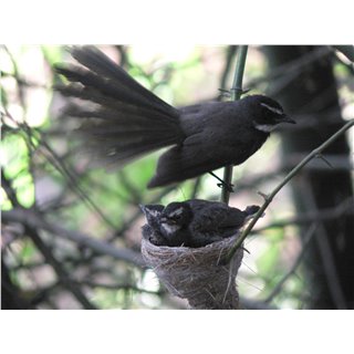 White-spotted Fantail (Rhipidura albogularis)