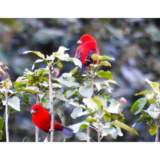 Finches (Family - Fringillidae)