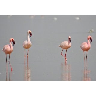 Flamingo ( Phoenicopterus roseus &amp; Phoeniconaias minor