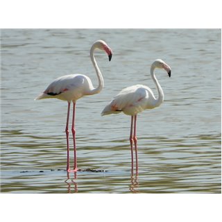 Flamingo (Phoeniconaias minor) in Porbundar