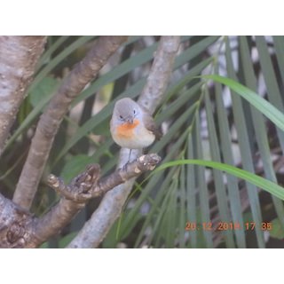 Flycatchers (Ficedula parva and Muscicapa dauurica)