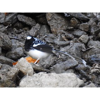 Forktails (Enicurus spp.)