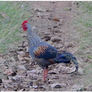 Grey junglefowl or Sonnerat&#39;s junglefowl (Gallus sonneratii),  Sonnerat&#39;s junglefowl,