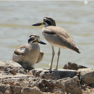 Great Thick knee Porbundar March 2021
