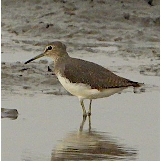 Green Sandpiper (Tringa ochropus)