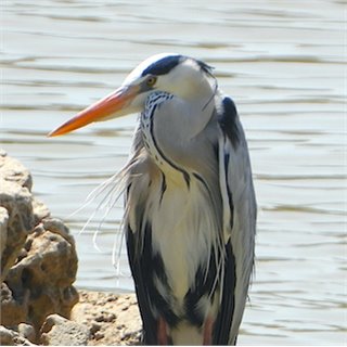 Grey Heron (Ardea cinerea), Gujarat (West Coast)