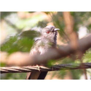 Grey-bellied cuckoo (Cacomantis passerinus)